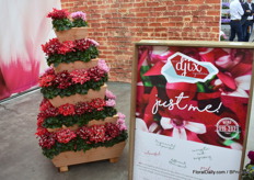 The Djix Serie again.